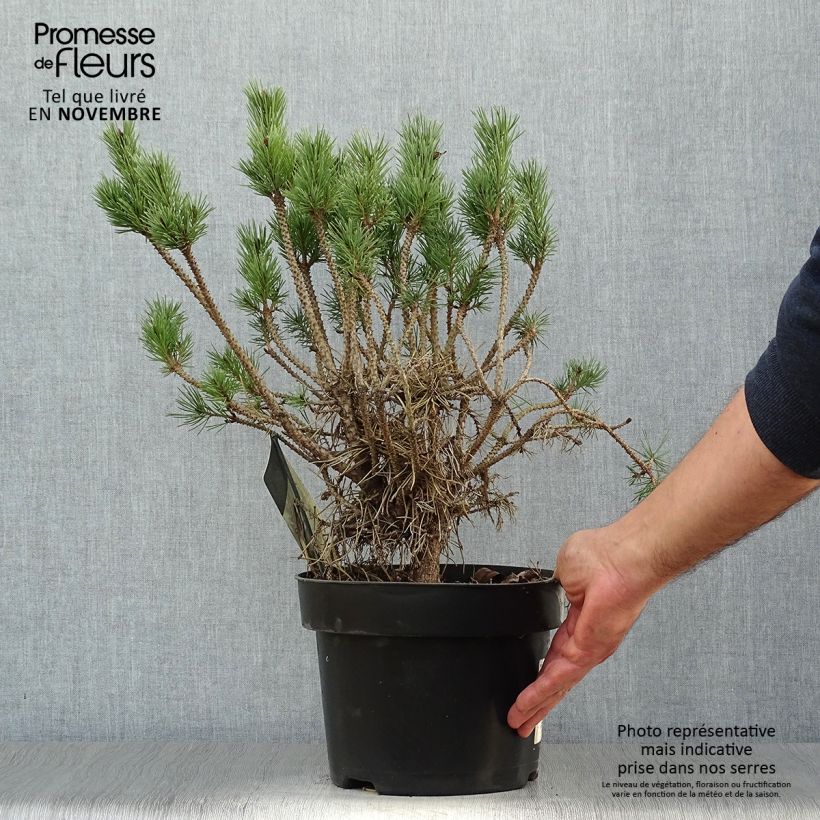 Pinus sylvestris Watereri - Scots Pine 2L/3L pot sample as delivered in autumn