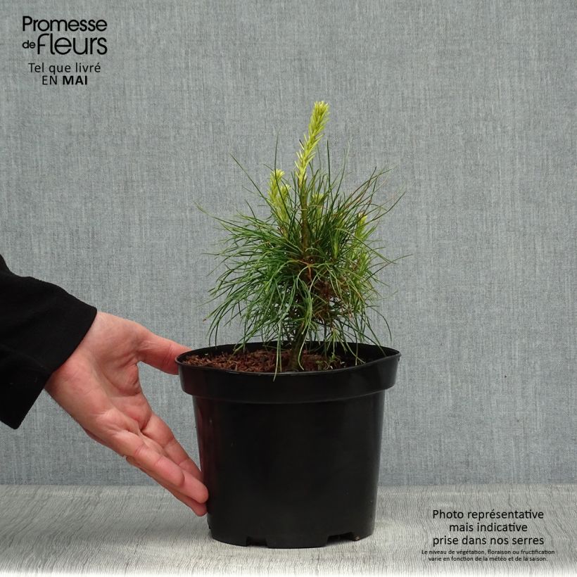 Pinus wallichiana - Bhutan Pine sample as delivered in spring