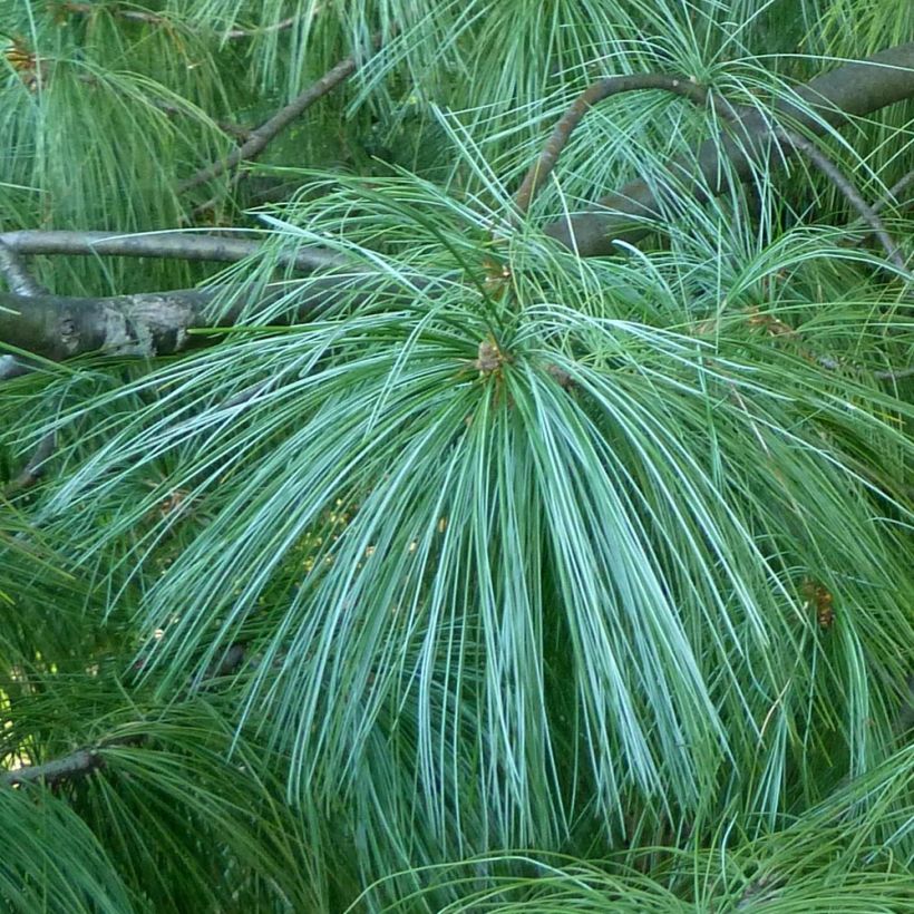 Pinus wallichiana - Bhutan Pine (Foliage)