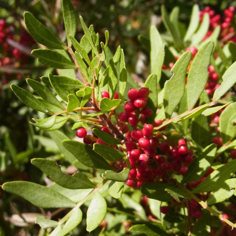 Pistacia lentiscus - Mastic Tree (Foliage)