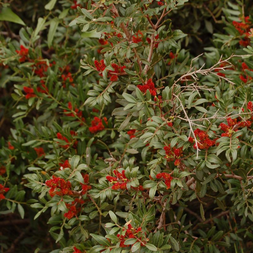 Pistacia lentiscus - Mastic Tree (Flowering)