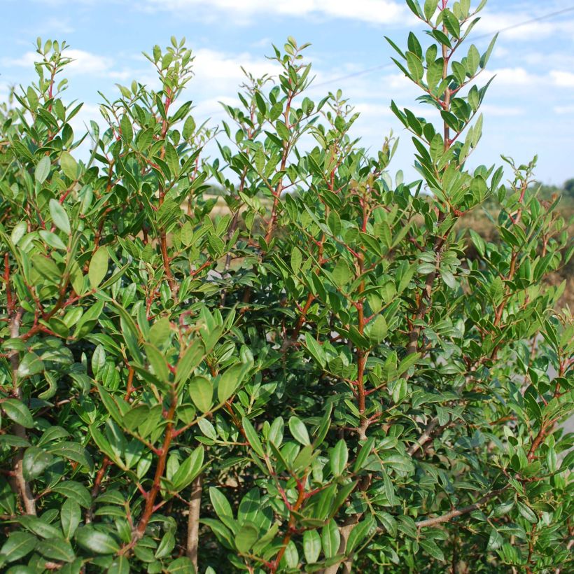 Pistacia lentiscus - Mastic Tree (Plant habit)