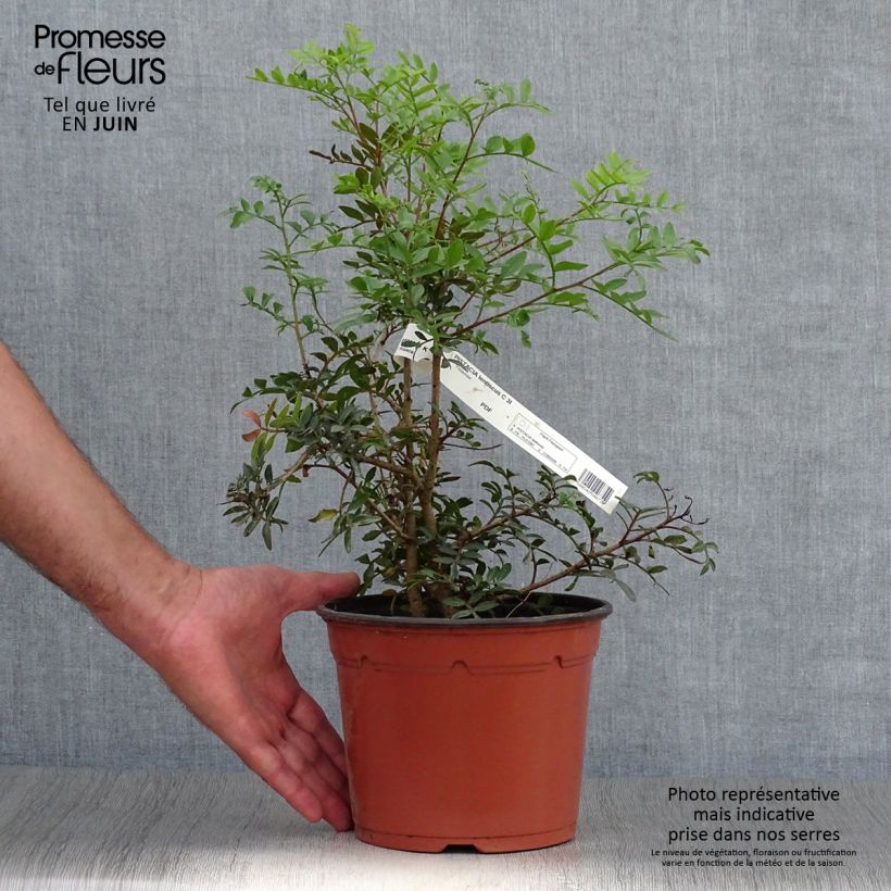 Pistacia lentiscus - Mastic Tree 2L/3L pot sample as delivered in summer