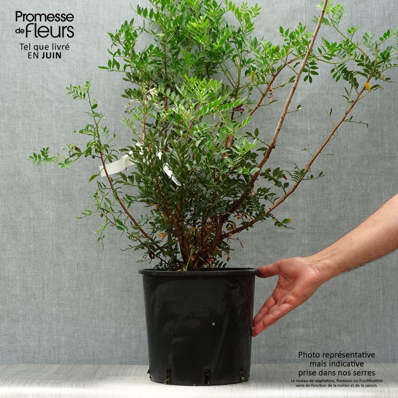 Pistacia lentiscus - Mastic Tree 6L/7L pot sample as delivered in summer