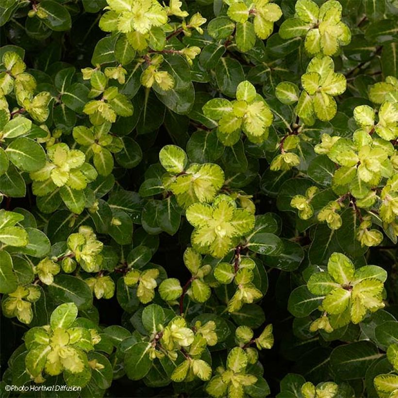 Pittosporum tenuifolium Abbotsbury Gold - Kohuhu (Foliage)