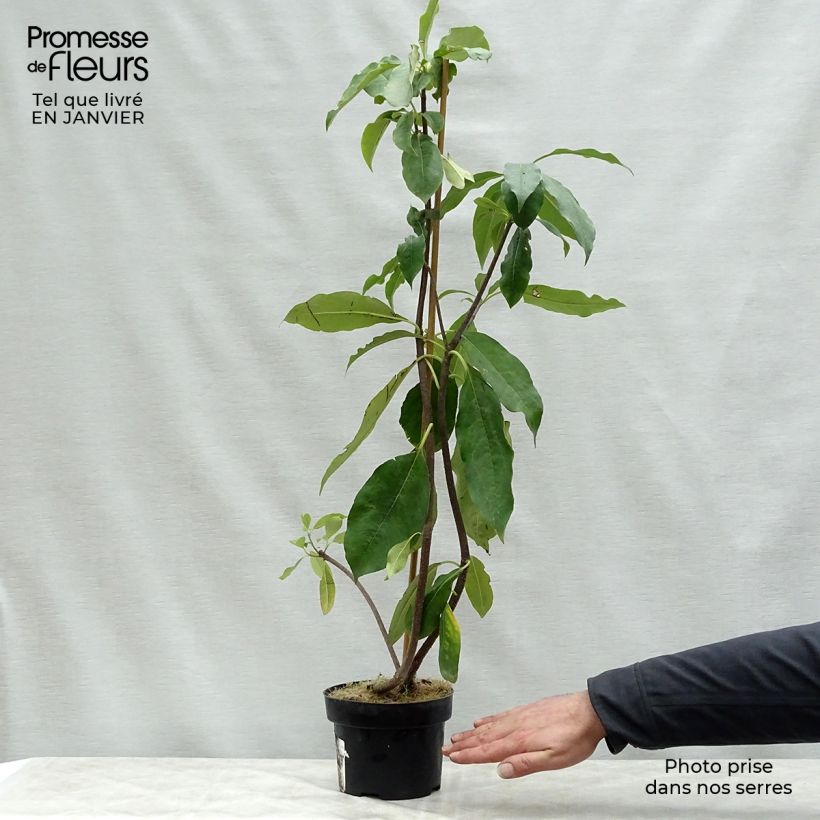 Pittosporum daphniphylloides 2L/3L pot sample as delivered in winter