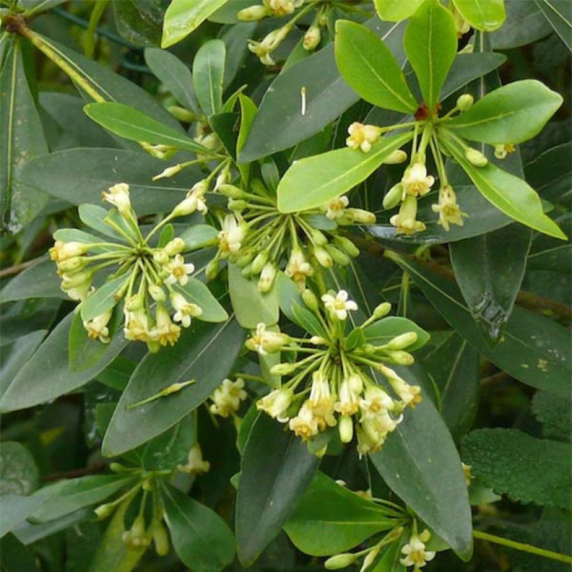 Pittosporum heterophyllum (Flowering)