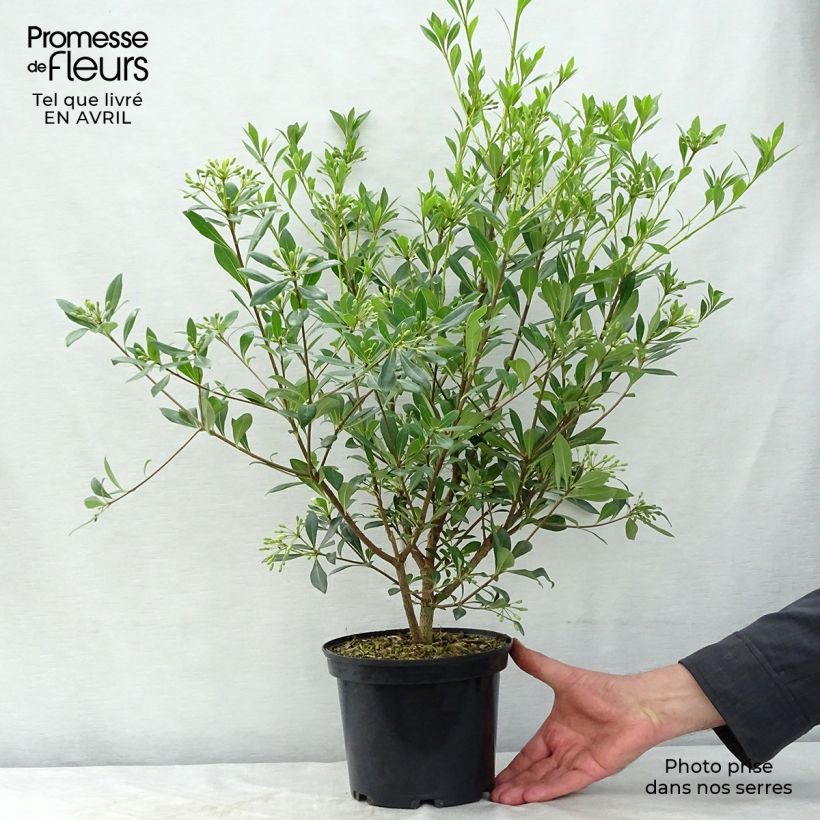 Pittosporum heterophyllum - Oranger de Chine Pot de 2L/3L sample as delivered in spring
