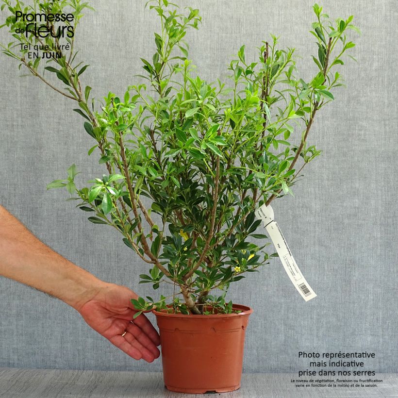 Pittosporum heterophyllum 2L/3L pot sample as delivered in summer