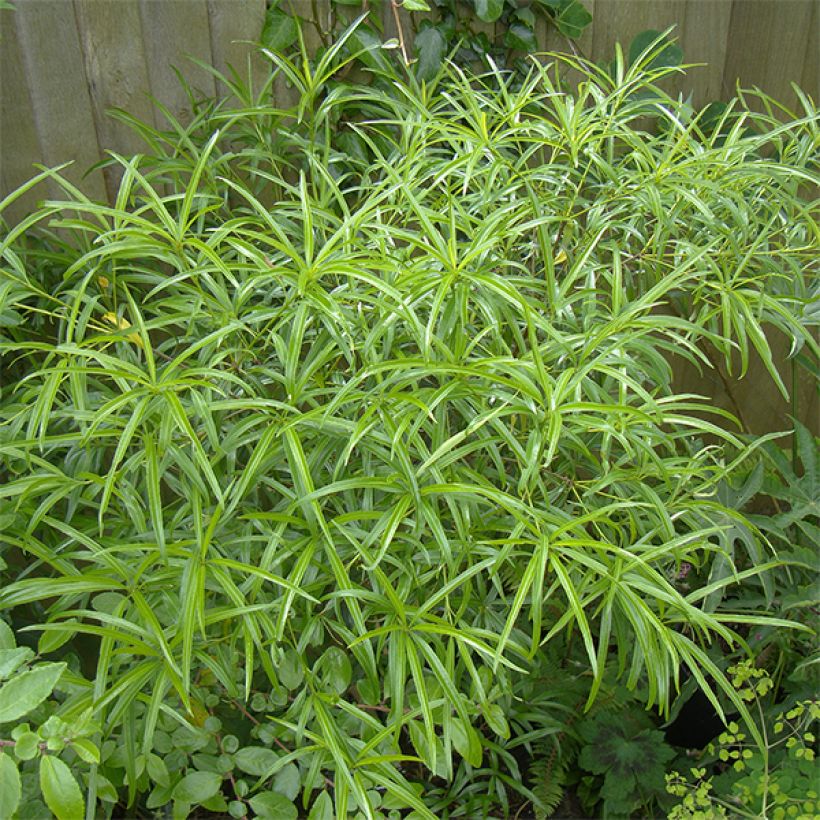 Pittosporum illicioides var. angustifolia (Plant habit)