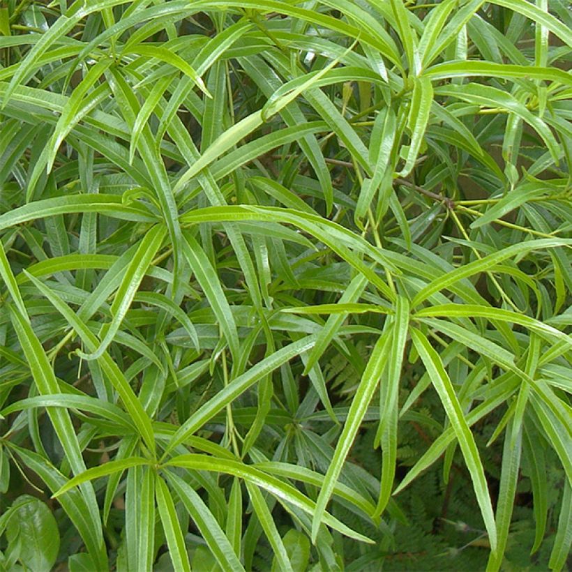 Pittosporum illicioides var. angustifolia (Foliage)