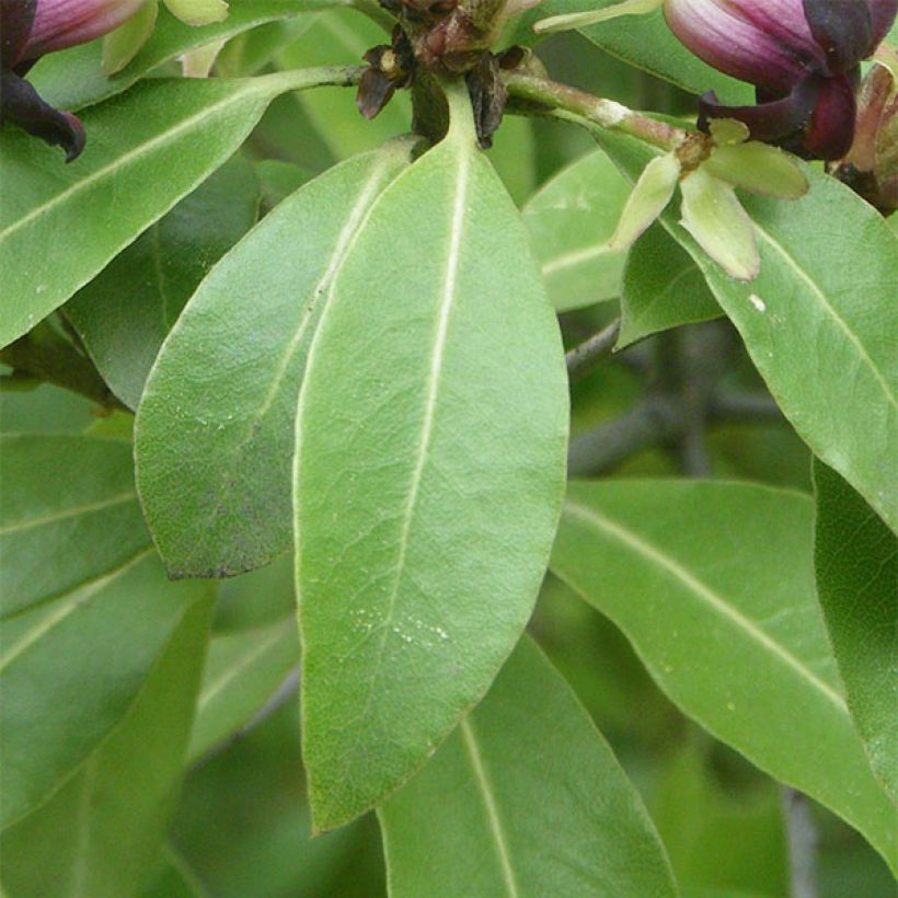 Pittosporum tenuifolium - Kohuhu (Foliage)