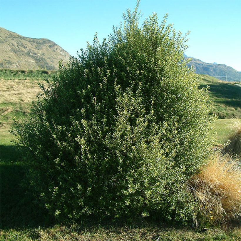Pittosporum tenuifolium - Kohuhu (Plant habit)