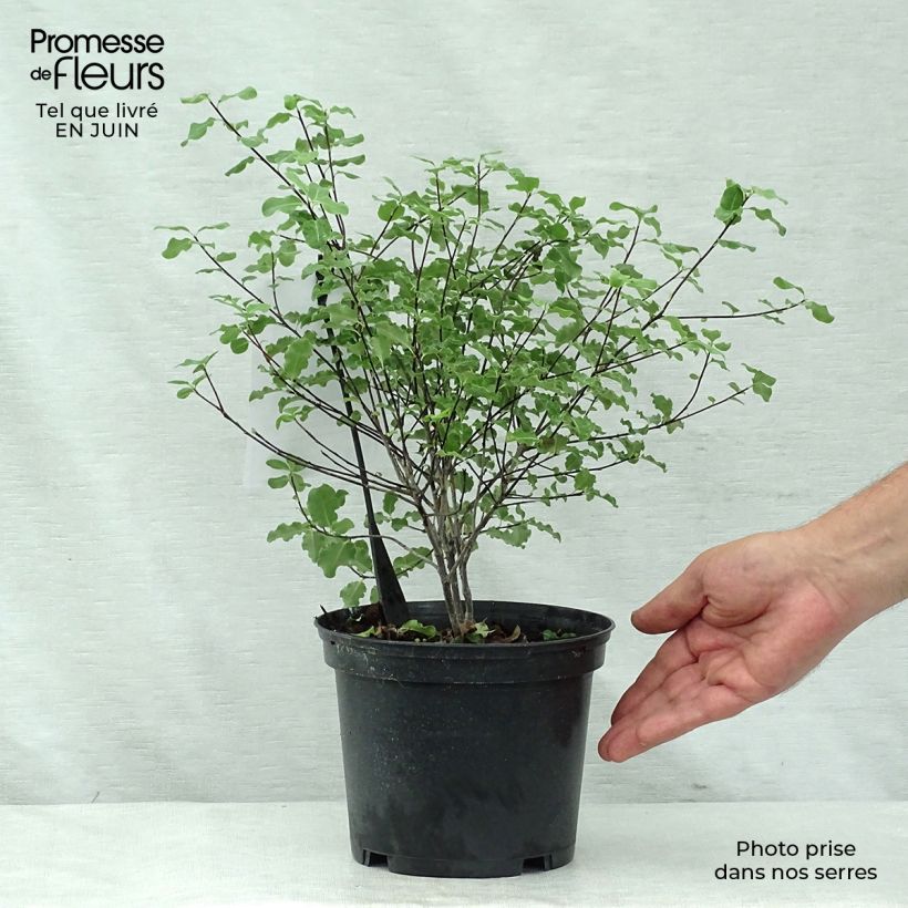 Pittosporum tenuifolium Abbotsbury Gold - Kohuhu 2L/3L pot sample as delivered in summer