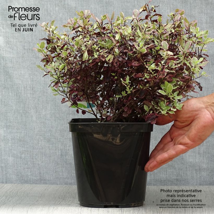 Pittosporum tenuifolium Bannow Bay - Kohuhu 3L/4L pot sample as delivered in summer