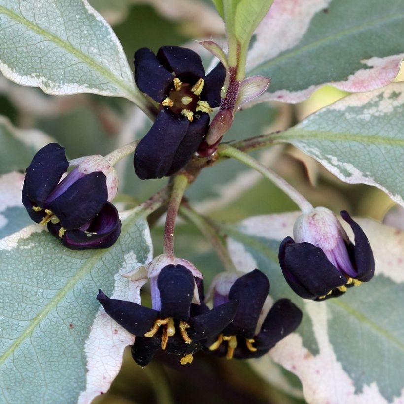 Pittosporum tenuifolium Bannow Bay - Kohuhu (Flowering)