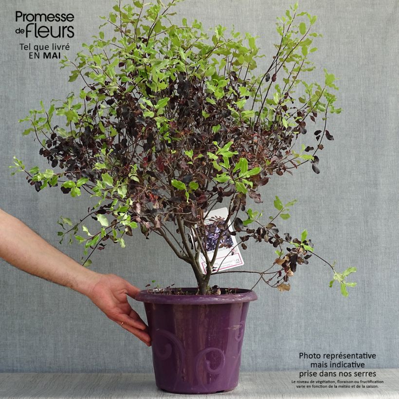 Pittosporum tenuifolium Dark Diva Hutdiv - Kohuhu 7.5L/10L pot sample as delivered in spring