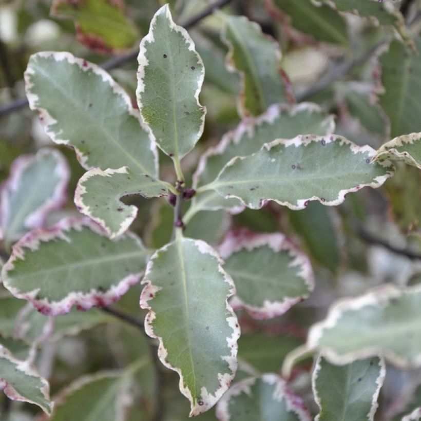 Pittosporum tenuifolium Elisabeth - Kohuhu (Foliage)