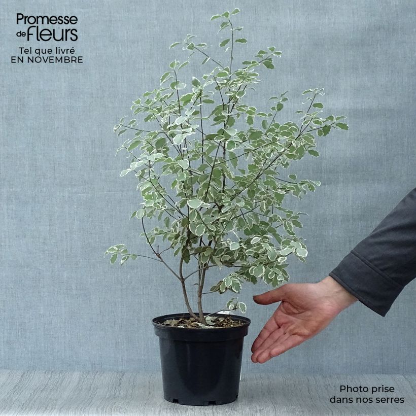 Pittosporum tenuifolium Elisabeth - Kohuhu 2L/3L pot sample as delivered in autumn