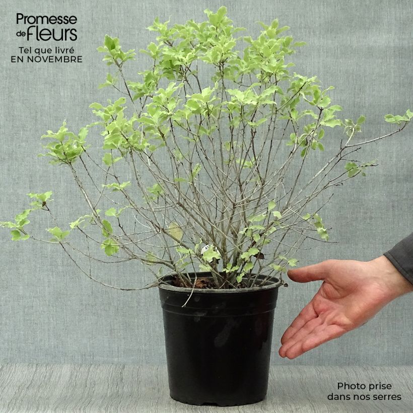 Pittosporum tenuifolium Emerald Dome - Kohuhu 2L/3L pot sample as delivered in autumn