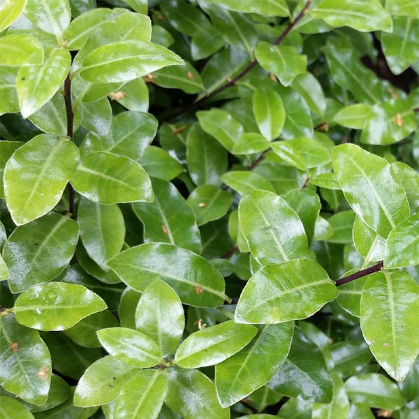 Pittosporum tenuifolium Golf Ball - Kohuhu (Foliage)