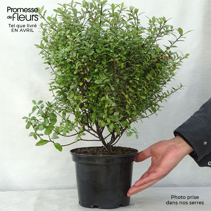 Pittosporum tenuifolium Golf Ball - Kohuhu sample as delivered in spring