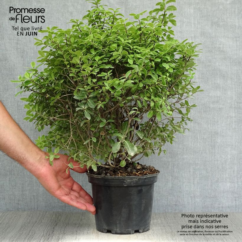 Pittosporum tenuifolium Golf Ball - Kohuhu 2L/3L pot sample as delivered in summer