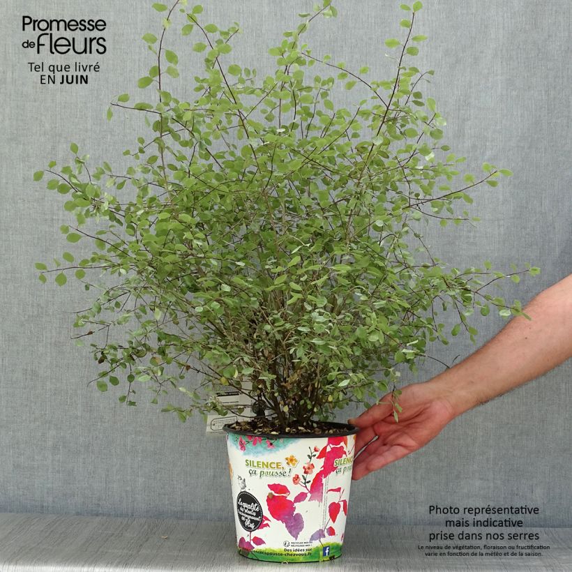 Pittosporum tenuifolium Green Elf - Kohuhu 4L/5L pot sample as delivered in summer
