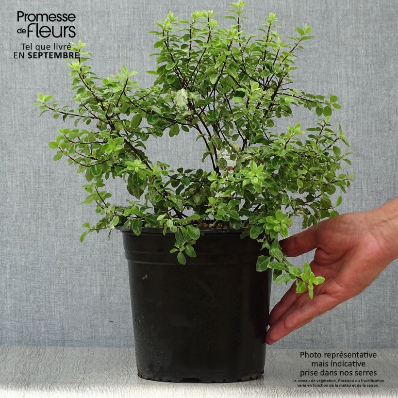 Pittosporum tenuifolium Irene Patterson - Kohuhu 4L/5L pot sample as delivered in autumn