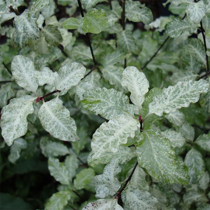 Pittosporum tenuifolium Irene Patterson - Kohuhu (Foliage)