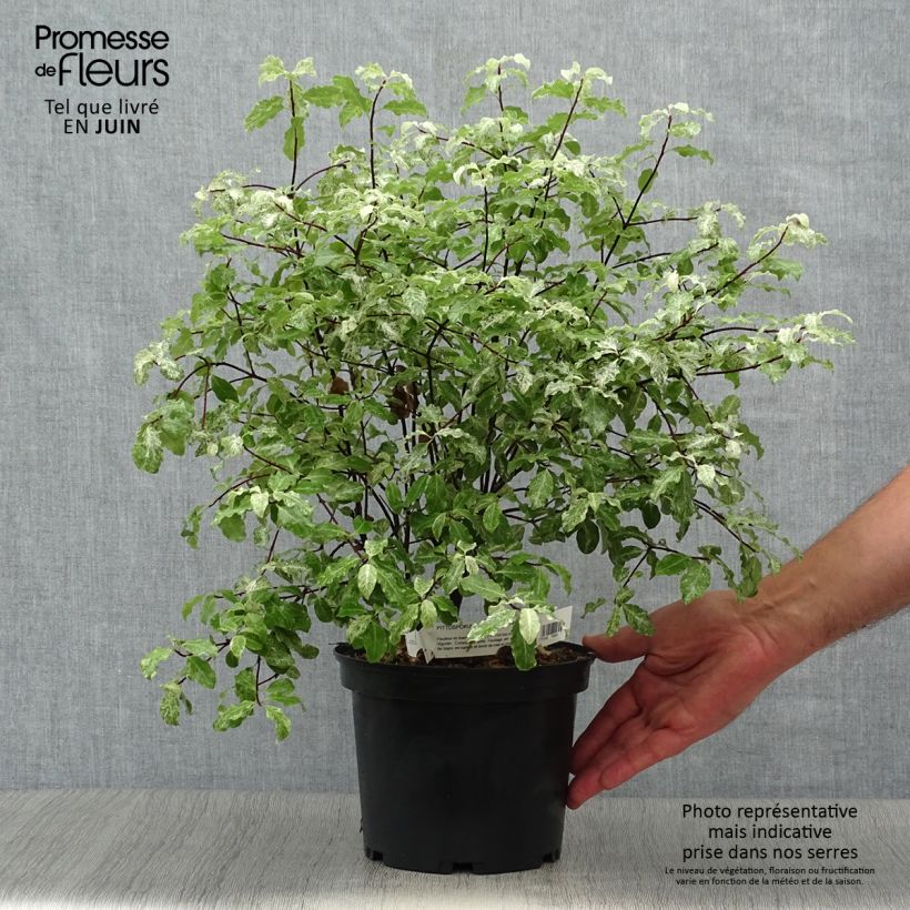 Pittosporum tenuifolium Irene Patterson - Kohuhu 2L/3L pot sample as delivered in summer