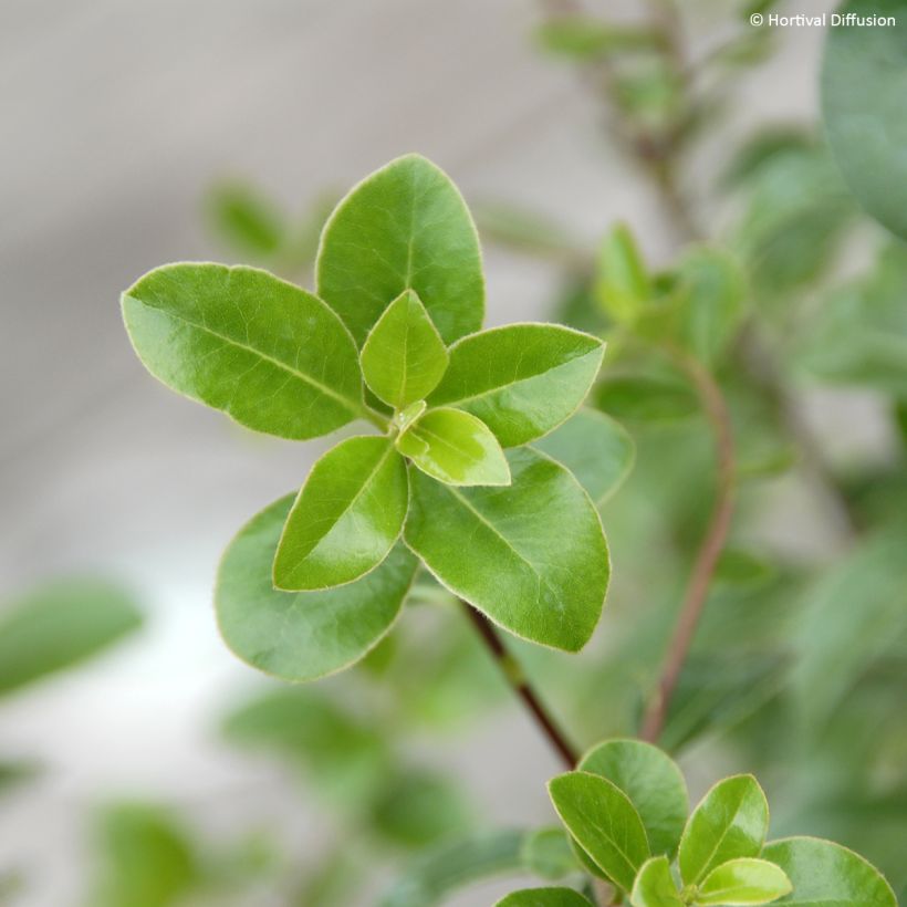 Pittosporum tenuifolium Midget - Kohuhu (Foliage)