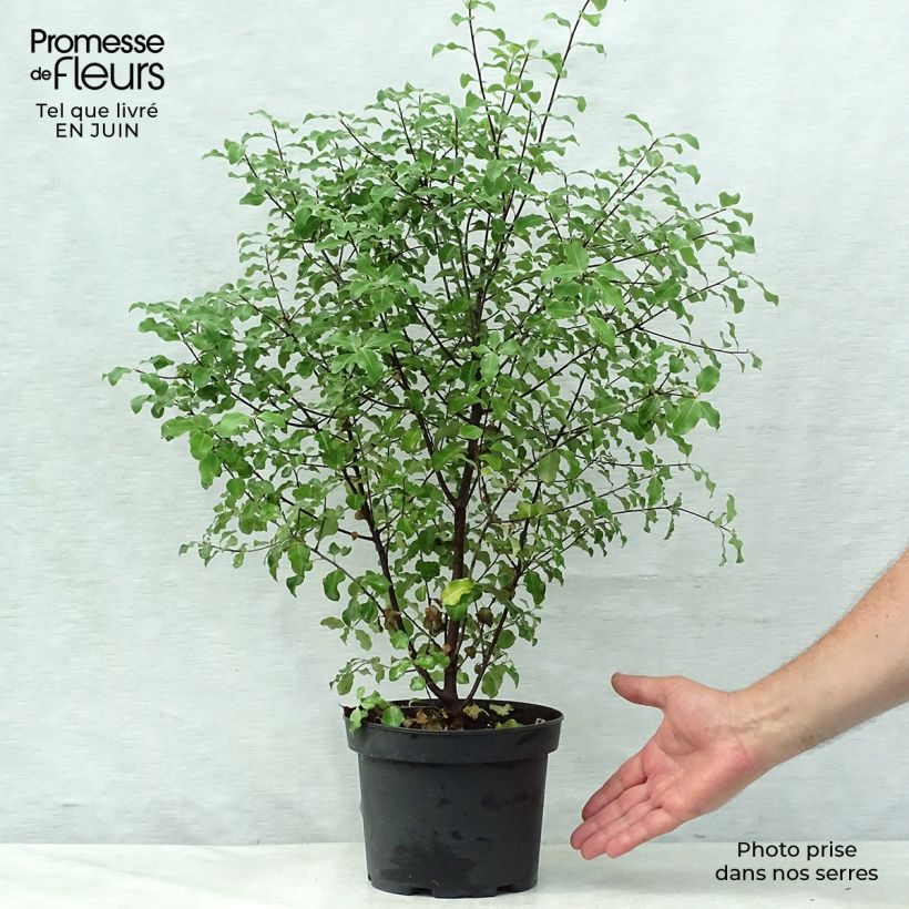 Pittosporum tenuifolium - Kohuhu 2L/3L pot sample as delivered in summer