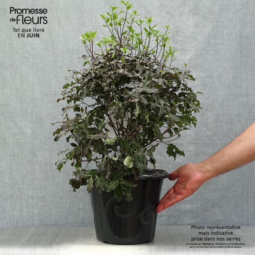 Pittosporum tenuifolium Purpureum - Kohuhu 7.5L/10L pot sample as delivered in summer