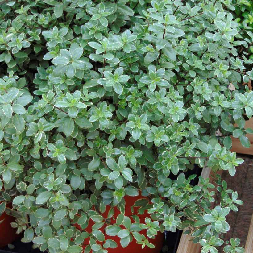 Pittosporum tenuifolium Silver Ball - Kohuhu (Plant habit)