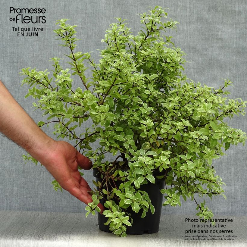 Pittosporum tenuifolium Silver Ball - Kohuhu 2L/3L pot sample as delivered in summer