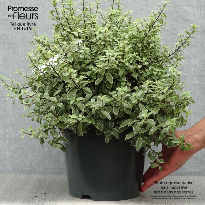 Pittosporum tenuifolium Silver Ball - Kohuhu 7.5L/10L pot sample as delivered in summer