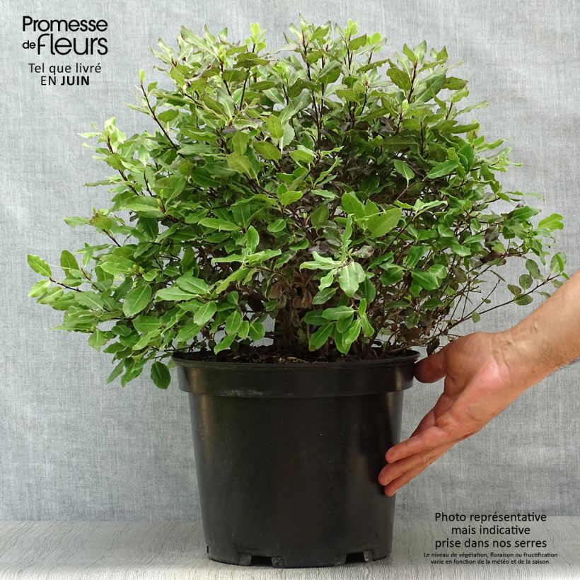 Pittosporum tenuifolium Tom Thumb - Kohuhu 6L/7L pot sample as delivered in summer