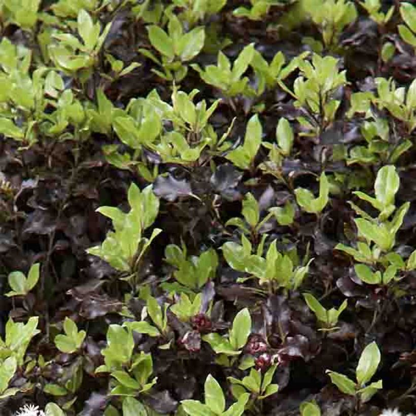 Pittosporum tenuifolium Tom Thumb - Kohuhu (Foliage)