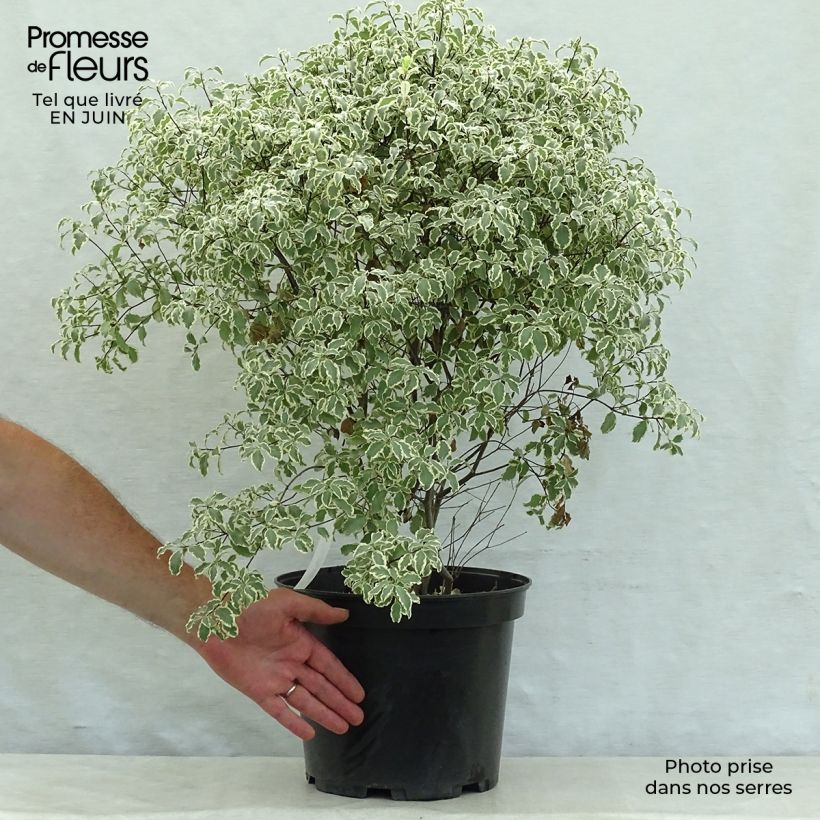 Pittosporum tenuifolium Variegatum - Kohuhu 7.5L/10L pot sample as delivered in summer