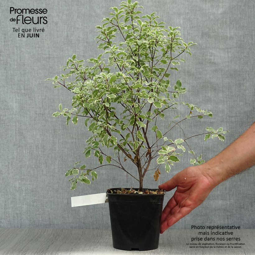 Pittosporum tenuifolium Variegatum - Kohuhu 2L/3L pot sample as delivered in summer
