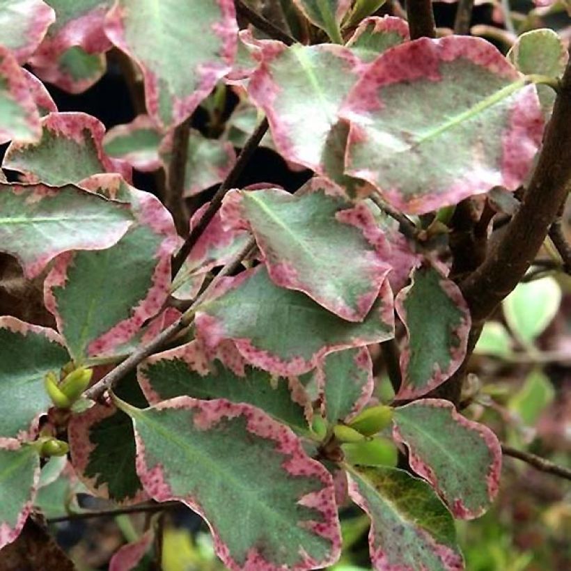 Pittosporum tenuifolium Victoria - Kohuhu (Foliage)