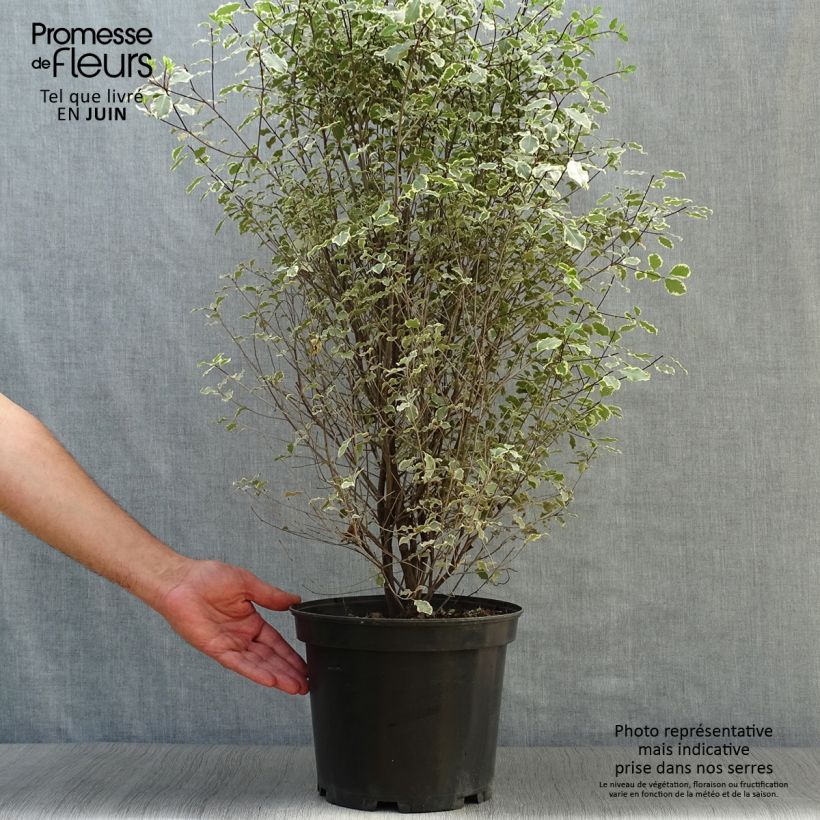 Pittosporum tenuifolium Victoria - Kohuhu 4L/5L pot sample as delivered in summer