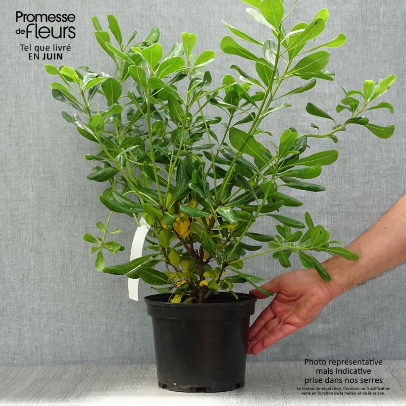 Pittosporum tobira - Japanese Pittosporum 2L/3L pot sample as delivered in summer