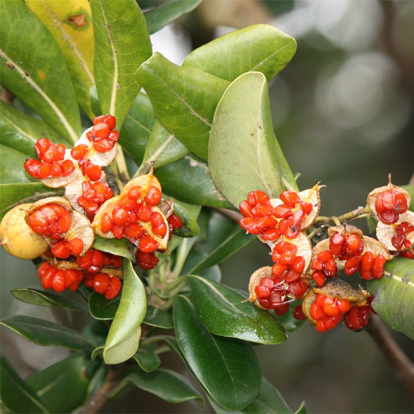 Pittosporum tobira - Japanese Pittosporum (Harvest)