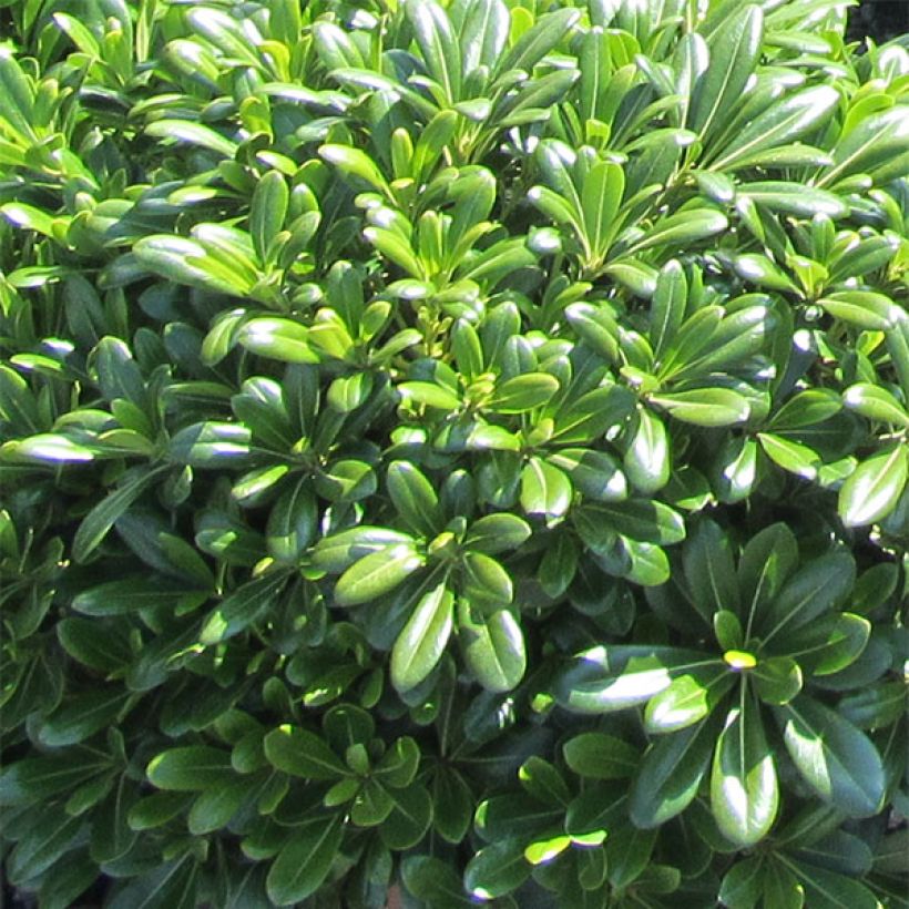 Pittosporum tobira Nanum - Japanese Pittosporum (Foliage)