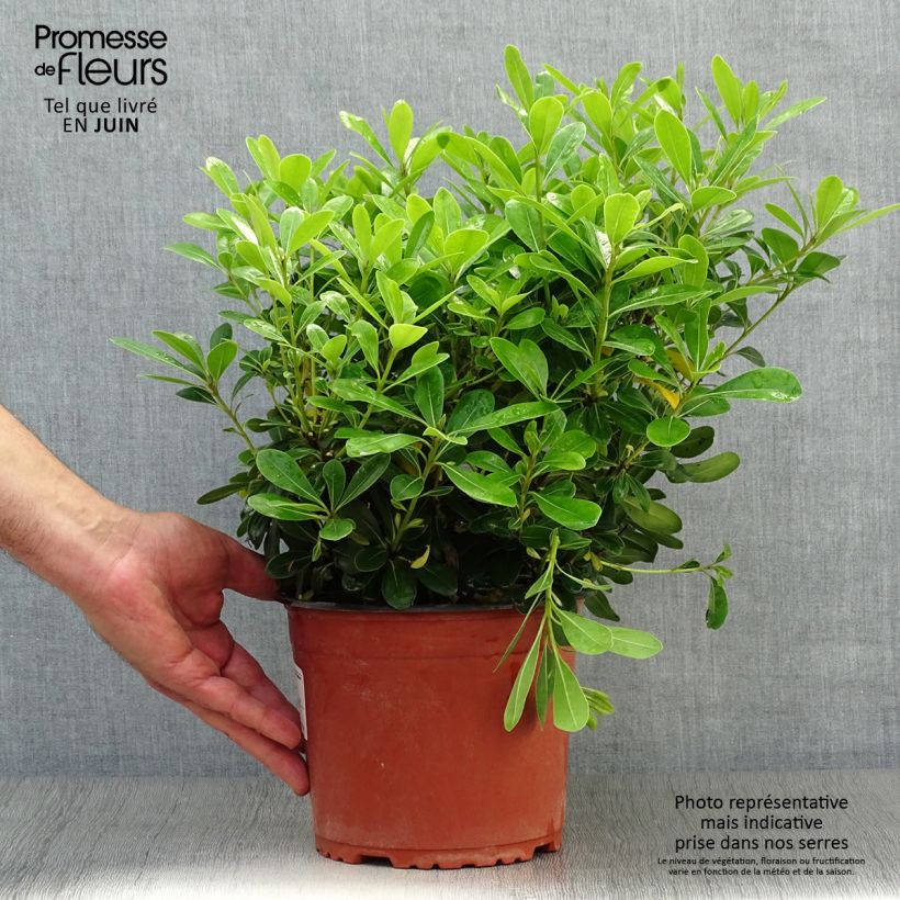 Pittosporum tobira Nanum - Japanese Pittosporum 2L/3L pot sample as delivered in summer