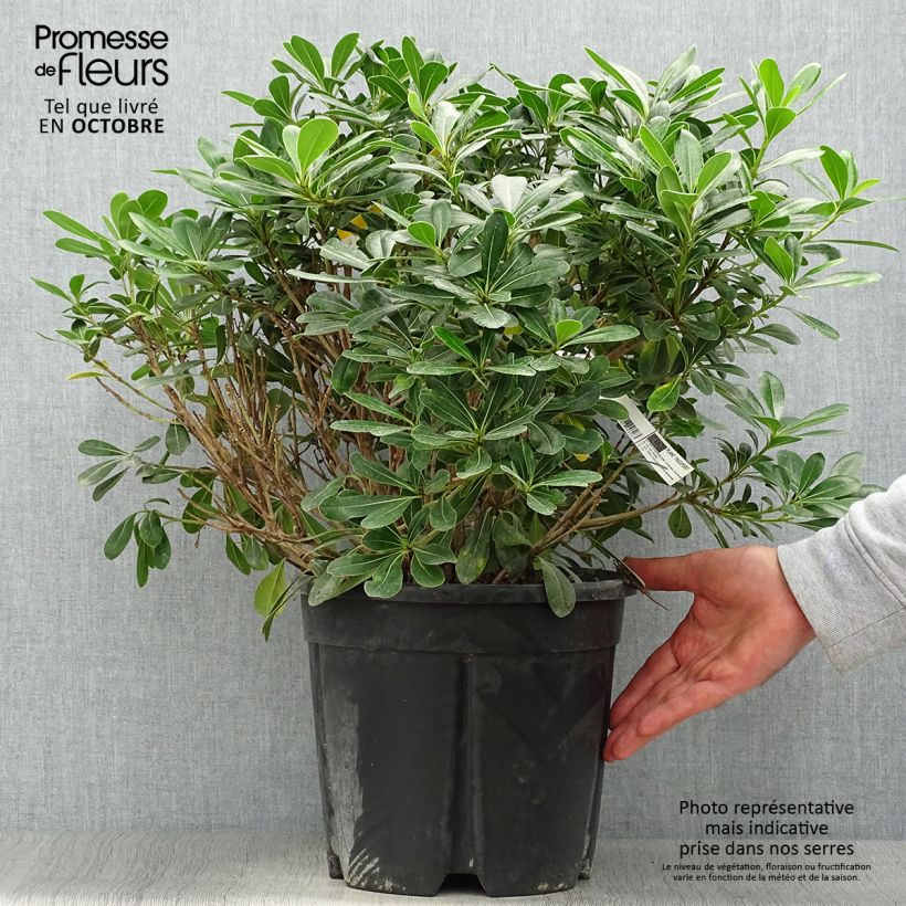 Pittosporum tobira Nanum - Japanese Pittosporum 7.5L/10L pot sample as delivered in autumn