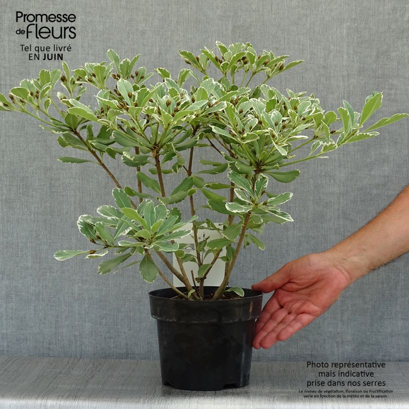 Pittosporum tobira Variegatum - Japanese Pittosporum 2L/3L pot sample as delivered in summer