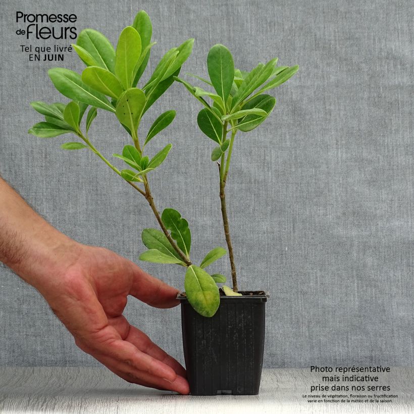 Pittosporum tobira - Japanese Pittosporum 8/9 cm pot sample as delivered in summer